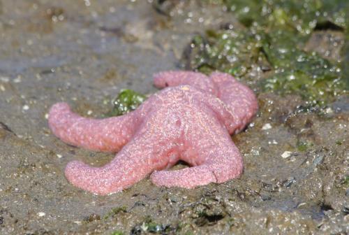 Leather Star Awaiting Return of the Tide